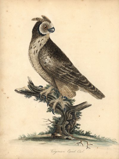 Short-eared Owl, Asio flammeus. Handcoloured Copperplate Engraving of an Illustration by William Hayes and Matilda Hayes from 