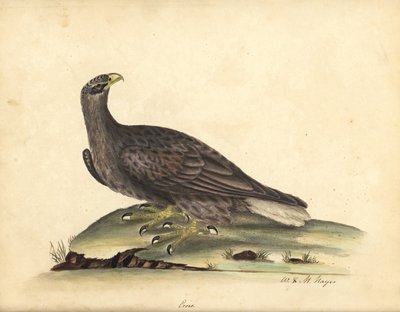 White-Tailed Sea Eagle, Haliaeetus Albicilla (Erne, Aquila Albicilla). Handcoloured Copperplate Engraving of an Illustration by William Hayes and His Daughter Matilda from Portraits of Rare and Curious Birds from the Menagery of Osterly Park by William Hayes