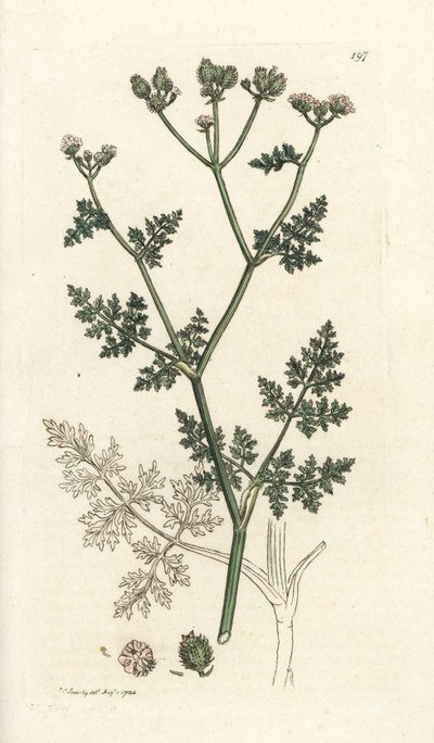 White Lace Flower, Orlaya Grandiflora by William Hayes