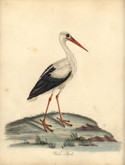 White Stork, Ciconia ciconia. Handcoloured Copperplate Engraving of an Illustration by William Hayes and Matilda Hayes from 