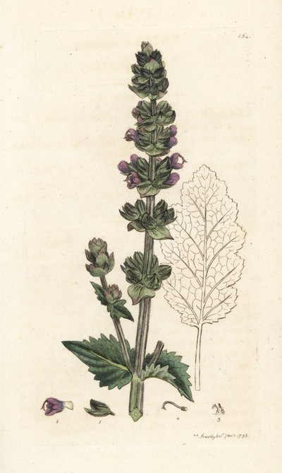 Wild English Clary, Salvia Verbenaca. Handcoloured Copperplate Engraving by James Sowerby from James Smith