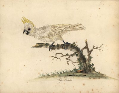 Yellow-crested cockatoo, Cacatua sulphurea (Critically endangered) by William Hayes