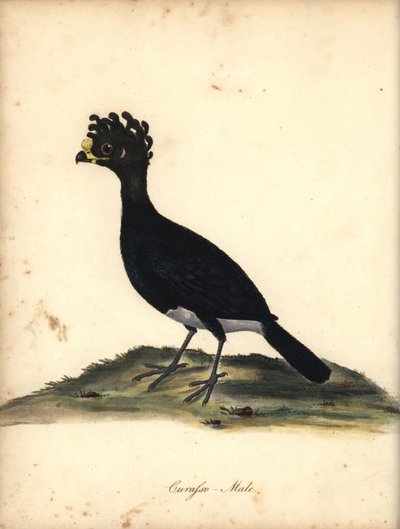 Yellow-Knobbed Curassow, Crax Daubentoni, Male. Handcoloured Copperplate Engraving of an Illustration by C. Hayes from William Hayes