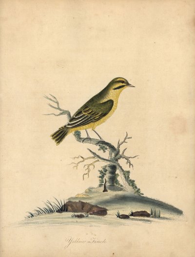 Yellow finch, Fringilla butyracea (Extinct?) by William Hayes