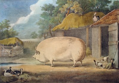 A Leicester Sow, 2 years old, the property of Samuel Wiley by William Henry Davis