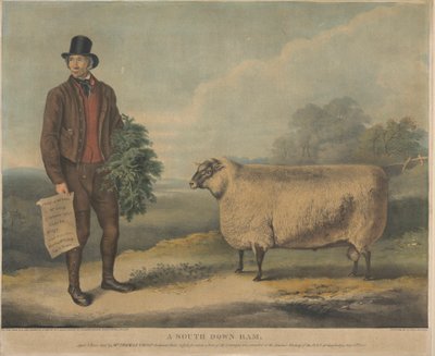 A South Down Ram; Aged 3 Years, bred by Mr. Thomas Crisp, Gedgrave Hall, Suffolk, for which a Prize of 30 Sovereigns was awarded at the Annual Meeting of the R.A.S. at Cambridge, July 15th 1840 by William Henry Davis