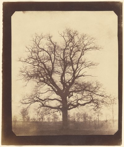An Oak Tree in Winter by William Henry Fox Talbot