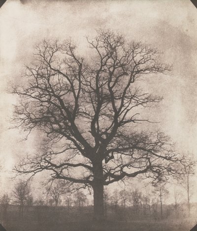 An oak tree in winter, c.1892-93 by William Henry Fox Talbot
