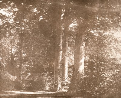 Beech Trees, Lacock Abbey, c.1844 by William Henry Fox Talbot