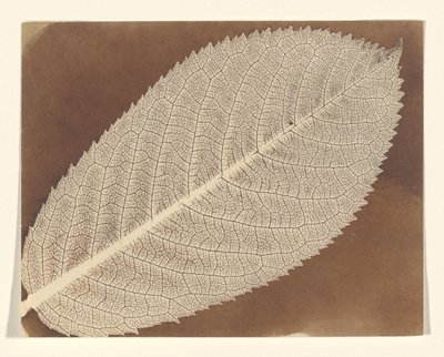Leaf by William Henry Fox Talbot