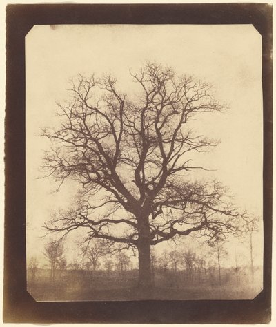 Oak Tree in Winter by William Henry Fox Talbot