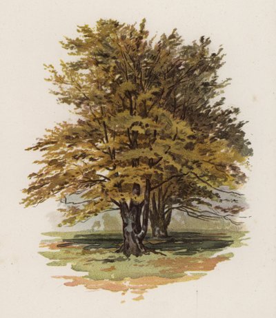 Trees: The Beech by William Henry James (after) Boot