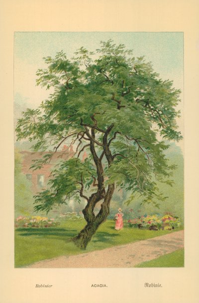 Acacia by William Henry James Boot