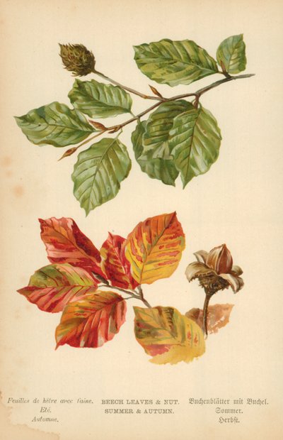 Beech Leaves and Nut. Summer and Autumn by William Henry James Boot