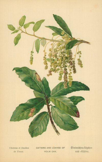 Catkins and Leaves of Holm Oak by William Henry James Boot