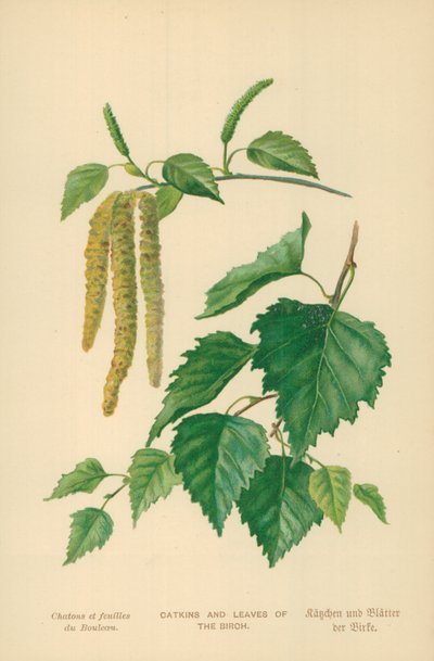 Catkins and Leaves of the Birch by William Henry James Boot