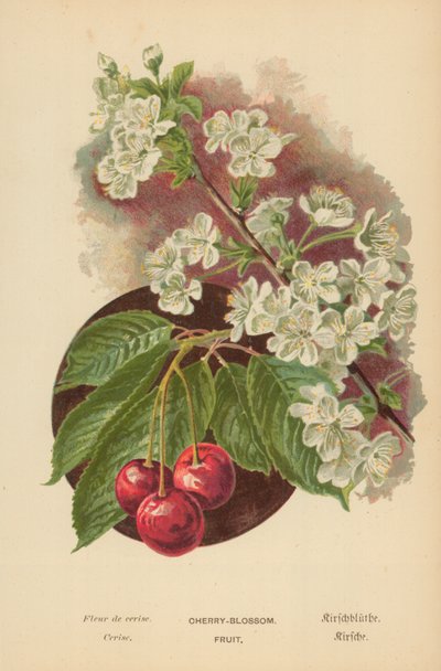Cherry-Blossom. Fruit by William Henry James Boot