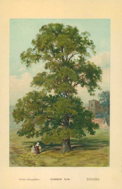 Common Elm by William Henry James Boot