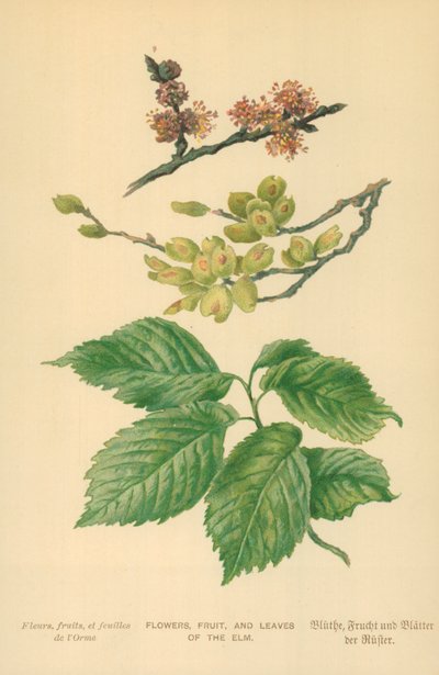 Flowers, Fruit, and Leaves of the Elm by William Henry James Boot