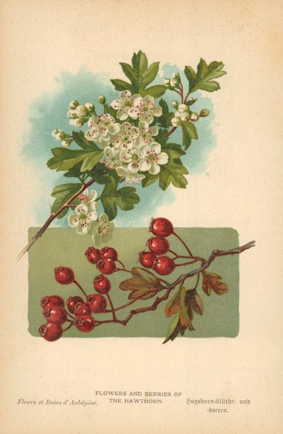 Flowers and Berries of the Hawthorn by William Henry James Boot