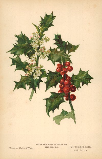 Flowers and Berries of the Holly by William Henry James Boot