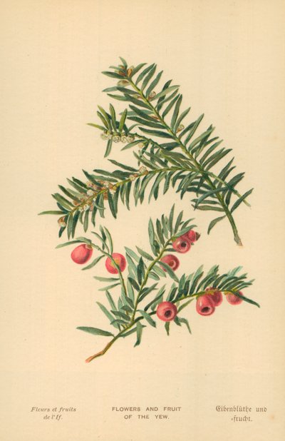 Flowers and Fruit of the Yew by William Henry James Boot