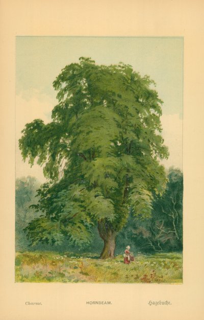Hornbeam by William Henry James Boot