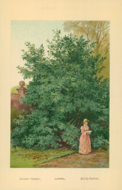 Laurel by William Henry James Boot