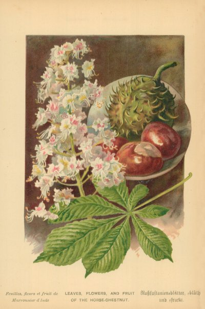 Leaves, Flowers, and Fruit of the Horse-Chestnut by William Henry James Boot