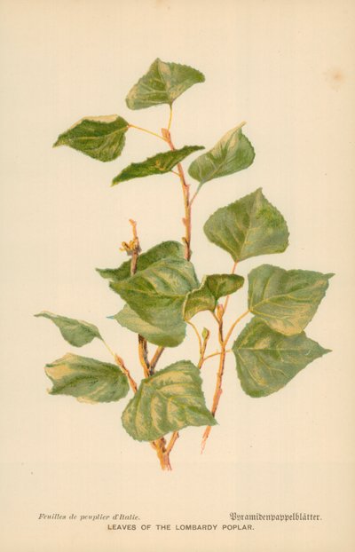Leaves of the Lombardy Poplar by William Henry James Boot
