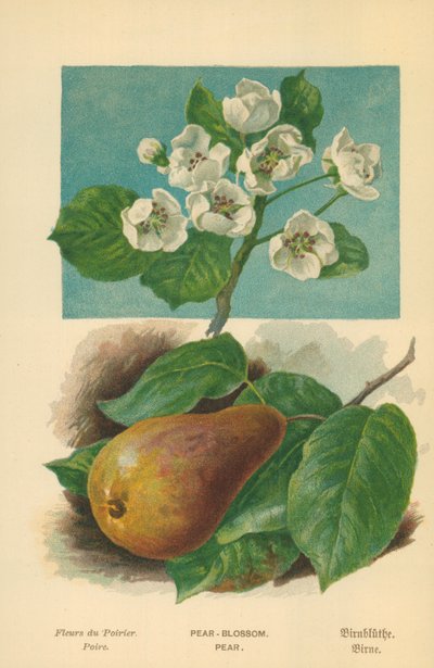 Pear-Blossom. Pear by William Henry James Boot