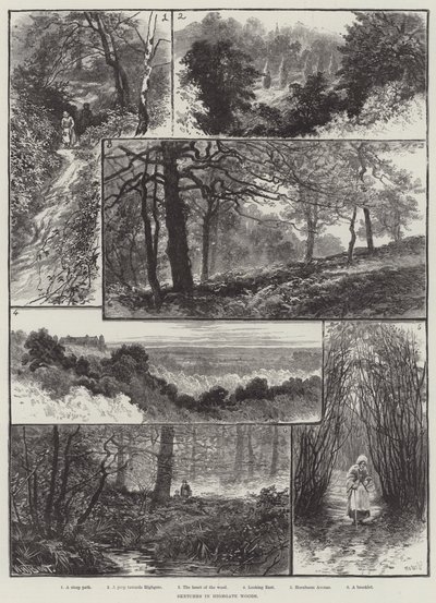 Sketches in Highgate Woods by William Henry James Boot