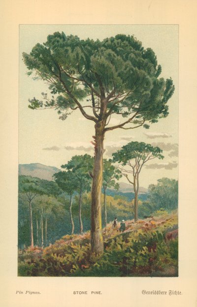 Stone Pine by William Henry James Boot