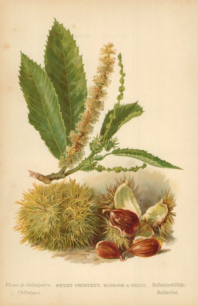 Sweet Chestnut, Blossom and Fruit by William Henry James Boot