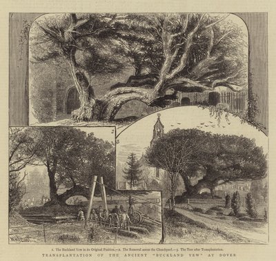 Transplantation of the Ancient Buckland Yew at Dover by William Henry James Boot