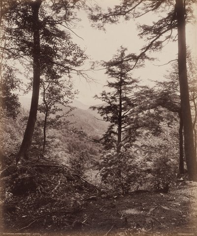 Cliff View, Through the Trees by William Herman Rau