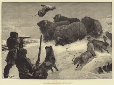 Shooting Musk Oxen in the Arctic Regions by William Heysham Overend