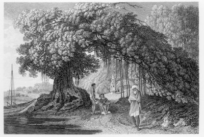 A Banyan Tree by William Hodges