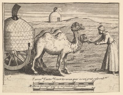 Two Dromedaries from Aubry de La Mottraye