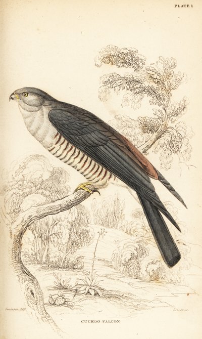 African cuckoo-hawk or cuckoo falcon by William Home Lizars