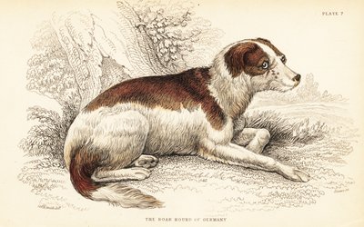 Boar hound of Germany, Canis lupus familiaris by William Home Lizars