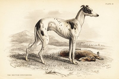 British greyhound by William Home Lizars