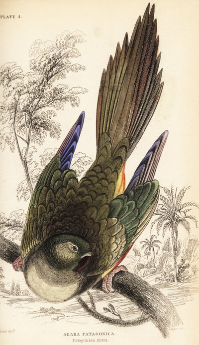 Burrowing parrot or Patagonian conure, Cyanoliseus patagonus by William Home Lizars