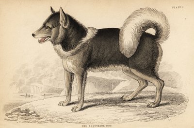 Canadian Eskimo Dog, Canis lupus familiaris by William Home Lizars