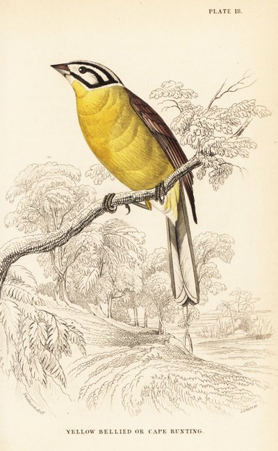 Cape bunting by William Home Lizars