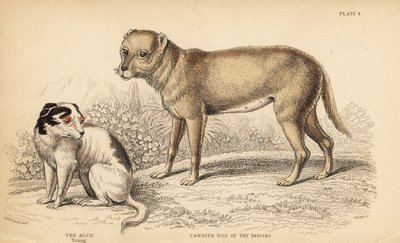 Carrier dog of the Indians or the Techichi of Mexico, ancestor of the chihuahua, Canis lupus familiaris, and a young Alco dog, Yzi-cuinte potzotli in Mexico, Canis lupus familiaris by William Home Lizars