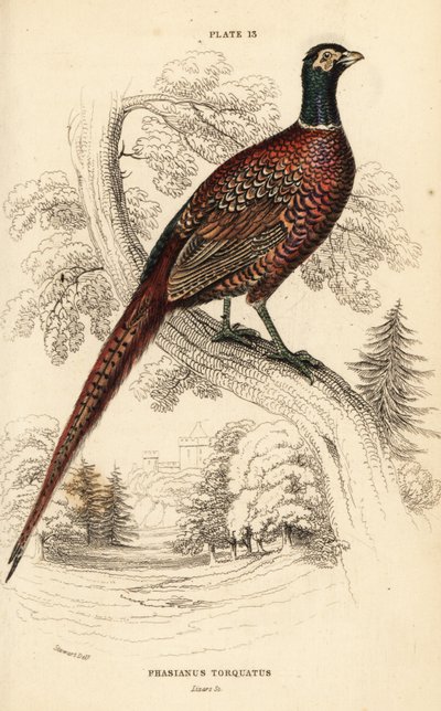 Common pheasant (ring-necked), Phasianus colchicus torquatus by William Home Lizars
