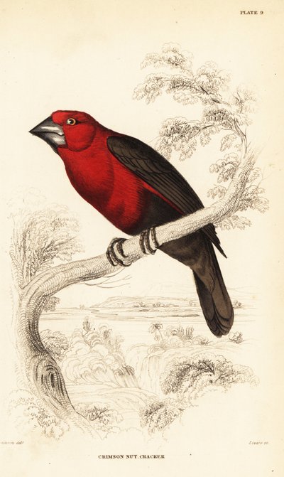 Crimson Seedcracker, Pyrenestes sanguineus sanguineus by William Home Lizars