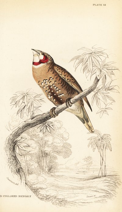 Cut-throat finch or ribbon finch, Amadina fasciata by William Home Lizars