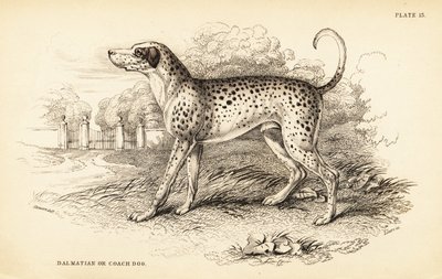Dalmatian dog or coach dog, Canis lupus familiaris by William Home Lizars